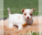 Small Photo #86 Chihuahua Puppy For Sale in WARSAW, IN, USA