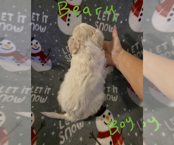 Medium Photo #24 Chizer Puppy For Sale in MONTEZUMA, GA, USA