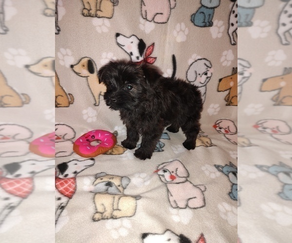 Medium Photo #6 YorkiePoo Puppy For Sale in LAPEER, MI, USA