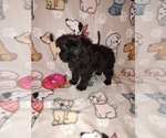 Small Photo #6 YorkiePoo Puppy For Sale in LAPEER, MI, USA