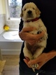 Small Photo #21 Goldendoodle Puppy For Sale in DALLAS, GA, USA