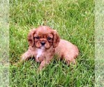 Small #1 Cavalier King Charles Spaniel