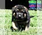 Small Photo #5 German Shepherd Dog Puppy For Sale in MURRIETA, CA, USA