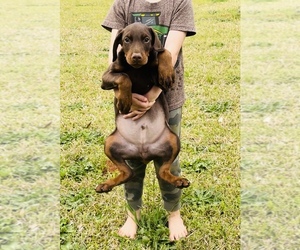 Doberman Pinscher Puppy for sale in CHESTER, SC, USA
