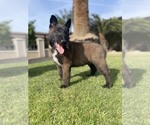 Small Photo #6 Belgian Malinois Puppy For Sale in BAKERSFIELD, CA, USA