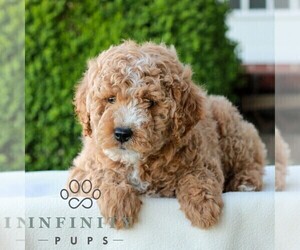 Goldendoodle (Miniature) Puppy for sale in LITITZ, PA, USA