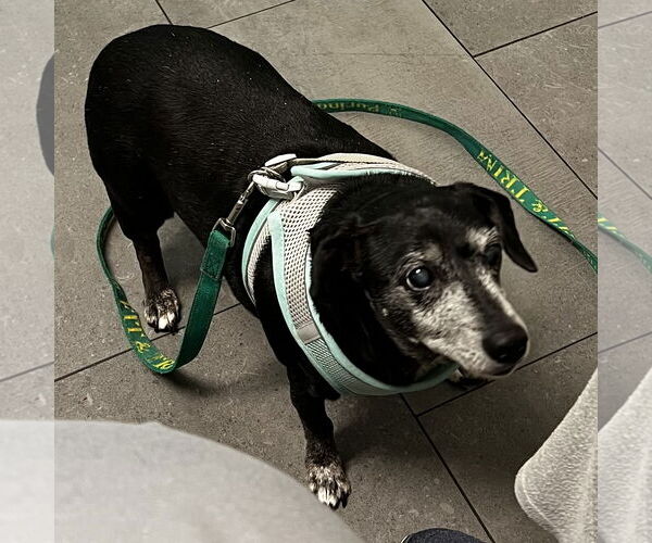 Medium Photo #2 Dachshund-Unknown Mix Puppy For Sale in Tampa, FL, USA