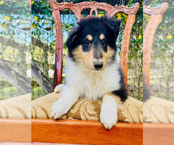 Medium Photo #3 Collie Puppy For Sale in OCALA, FL, USA