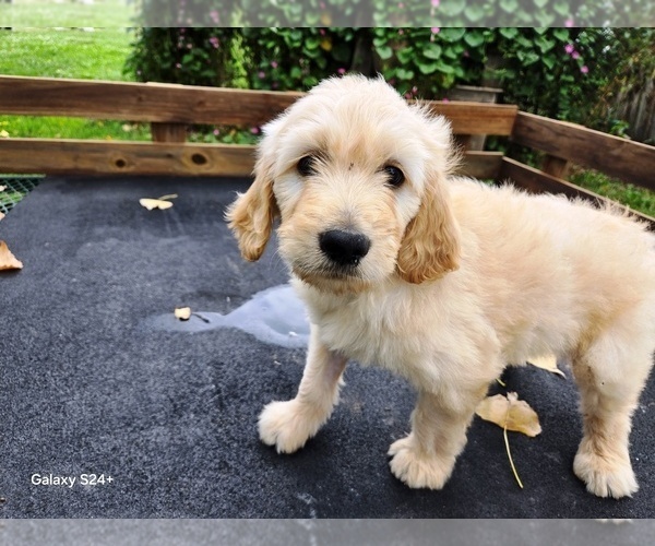 Medium Photo #5 Goldendoodle Puppy For Sale in LEON, KS, USA
