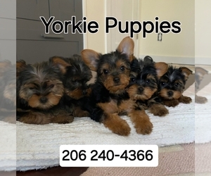 Yorkshire Terrier Puppy for Sale in TUKWILA, Washington USA