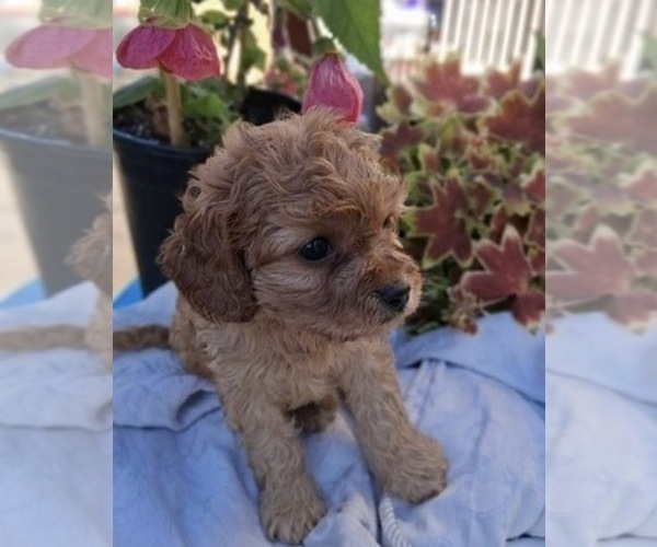 Medium Photo #3 Cavapoo (Toy) Puppy For Sale in WALNUT CREEK, CA, USA