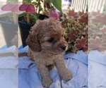 Small Photo #3 Cavapoo (Toy) Puppy For Sale in WALNUT CREEK, CA, USA