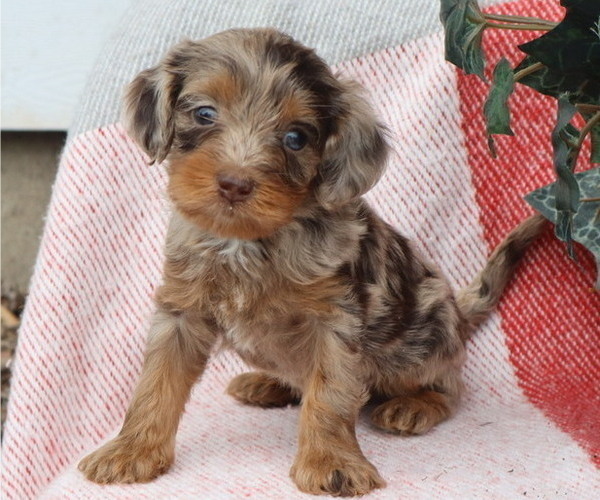 Medium Photo #9 Cavapoo Puppy For Sale in THORP, WI, USA