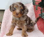Small Photo #9 Cavapoo Puppy For Sale in THORP, WI, USA
