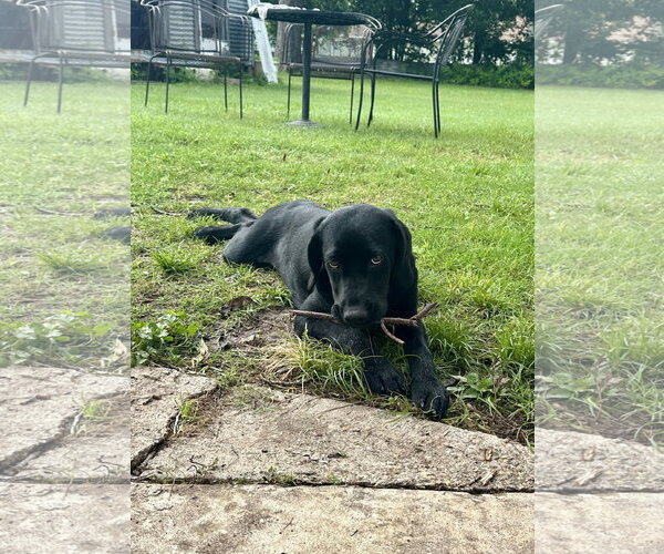 Medium Photo #2 Mutt Puppy For Sale in Thorndale, TX, USA