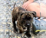 Small #2 American Bandogge mastiff