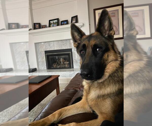 Medium Photo #51 German Shepherd Dog Puppy For Sale in LA FAYETTE, NY, USA