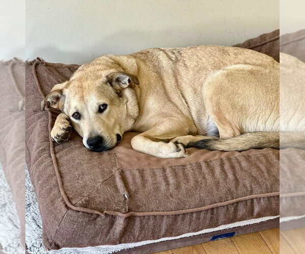 Medium Photo #40 Anatolian Shepherd-Unknown Mix Puppy For Sale in Canton, CT, USA