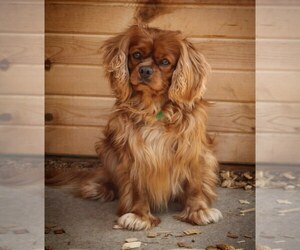 Cavalier King Charles Spaniel Puppy for Sale in DEERWOOD, Minnesota USA