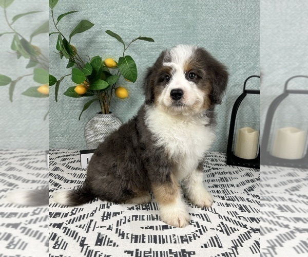 Medium Photo #2 Miniature Bernedoodle Puppy For Sale in FRANKLIN, IN, USA