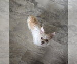 Small #3 Chihuahua Mix