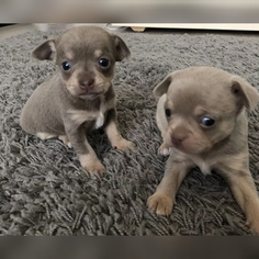 Chihuahua Puppy for sale in CHESAPEAKE, VA, USA