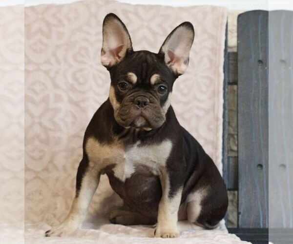 Medium Photo #2 French Bulldog Puppy For Sale in GAP, PA, USA