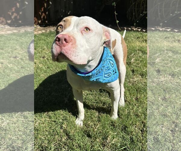 Medium Photo #10 American Pit Bull Terrier-Unknown Mix Puppy For Sale in Redlands, CA, USA
