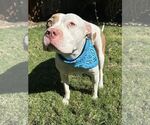 Small #9 American Pit Bull Terrier Mix
