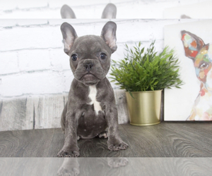 French Bulldog Puppy for sale in RED LION, PA, USA