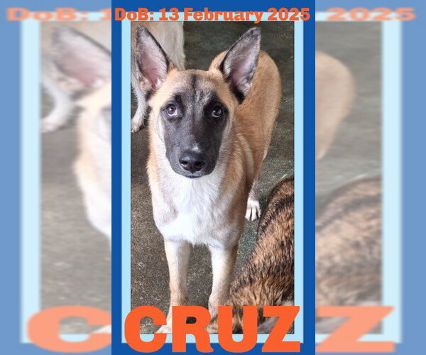 Medium Photo #51 German Shepherd Dog-Unknown Mix Puppy For Sale in Sebec, ME, USA