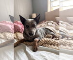 Small Photo #2 Mutt Puppy For Sale in Vail, AZ, USA