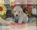 Small Photo #9 Golden Retriever Puppy For Sale in CRAWFORDVILLE, FL, USA
