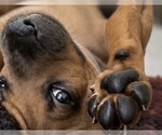 Small #6 Rhodesian Ridgeback