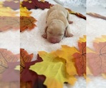 Sun - Female Labrador Retriever Puppy for Sale - Photo #4