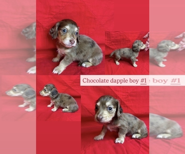 Medium Photo #1 Dachshund Puppy For Sale in MARYSVILLE, WA, USA