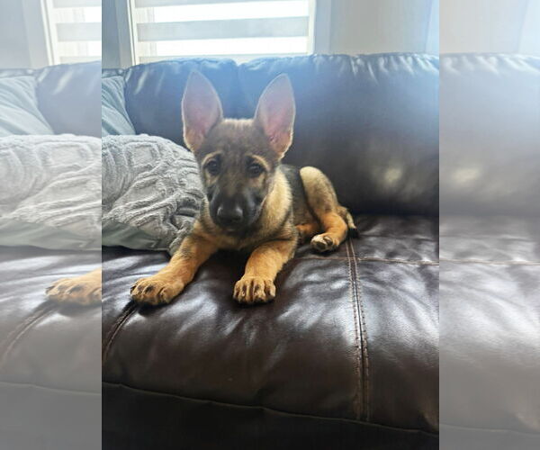 Medium Photo #4 German Shepherd Dog Puppy For Sale in Gretna, NE, USA