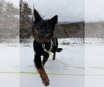 Small Photo #7 Mutt Puppy For Sale in Chama, NM, USA