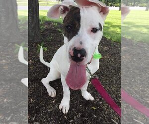 Rex - Male American Pit Bull Terrier-Siberian Husky Mix Dog for Adoption - Photo #15
