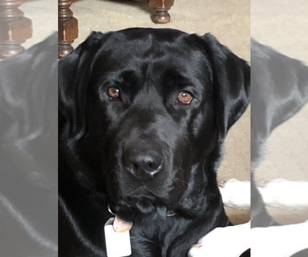 Medium Photo #1 Labrador Retriever Puppy For Sale in TEMECULA, CA, USA