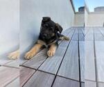 Small Photo #1 German Shepherd Dog Puppy For Sale in SAN FRANCISCO, CA, USA