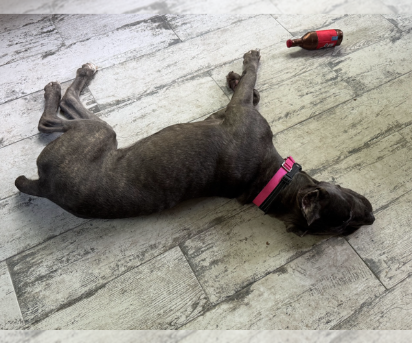 Medium Photo #2 Mutt Puppy For Sale in Brooklyn, NY, USA