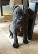 Small Photo #1 America Bandogge Mastiff Puppy For Sale in SAINT FRANCIS, MN, USA