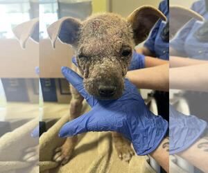 Mutt Dogs for adoption in Rockwall, TX, USA