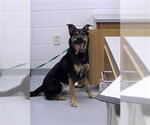 Small Collie-Rottweiler Mix