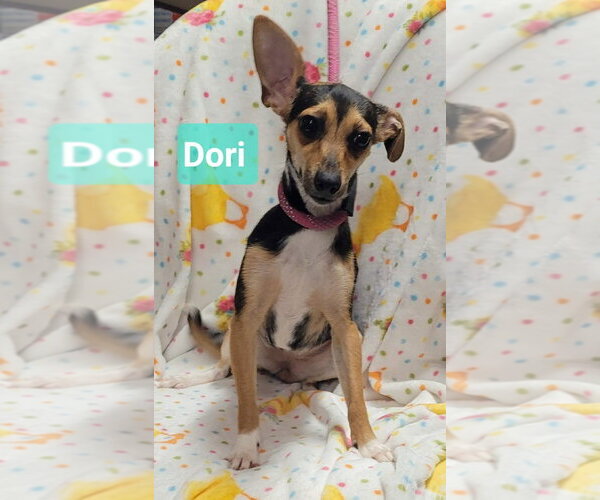 Medium Photo #2 Chipin Puppy For Sale in Richmond, IN, USA