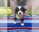 Puppy Puppy 1 Bernese Mountain Dog