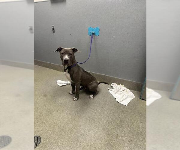 Medium Photo #1 American Pit Bull Terrier-Unknown Mix Puppy For Sale in Las Vegas, NV, USA