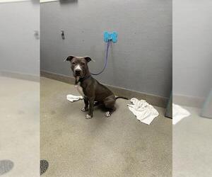 American Pit Bull Terrier-Unknown Mix Dogs for adoption in Las Vegas, NV, USA