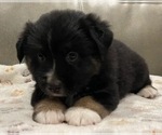 Small #1 Miniature Australian Shepherd